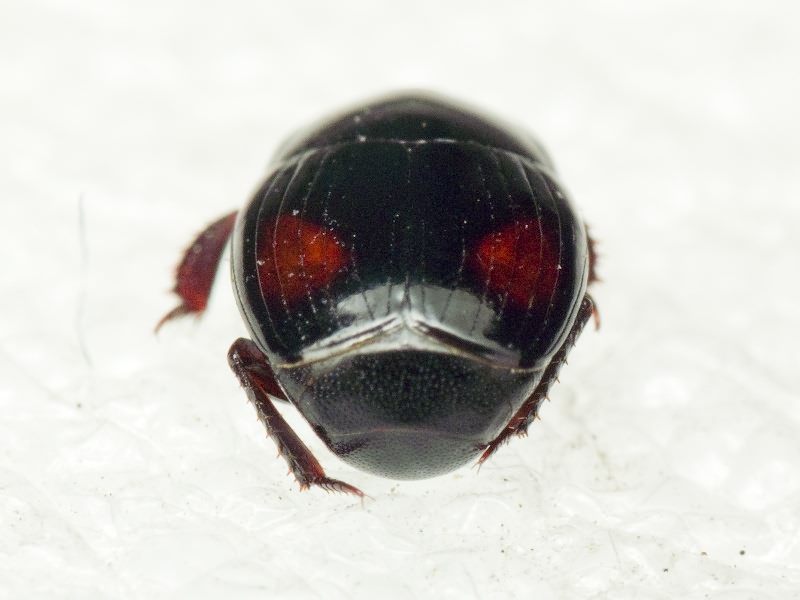 Margarinotus purpurascens (Herbst, 1792)